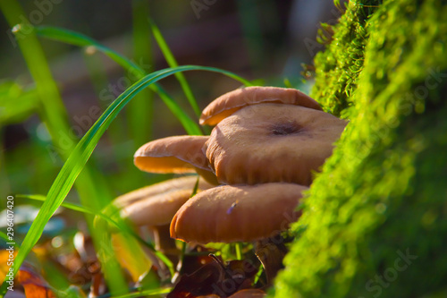 Macro and macrophotography of muschrooms growth ot of the trunk with moss, close-up of autumn bokeh trunks and forest plants photo