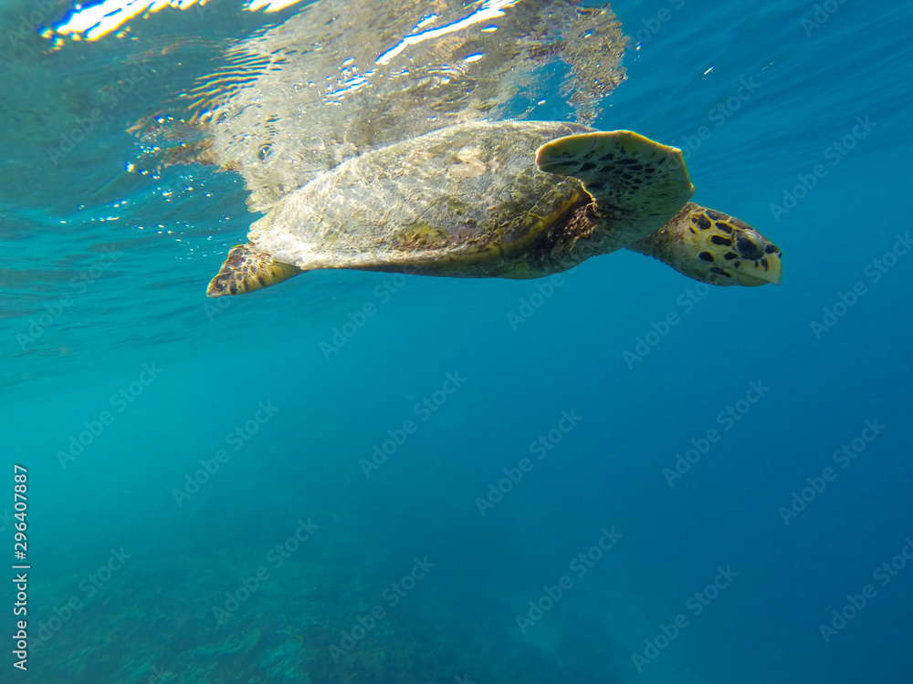 Obraz premium wildlife maldivian sea turtle (marine turtles)
