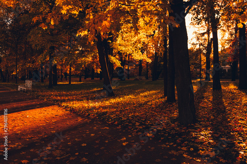 Morning in the park. First sunlight in the trees. Shadows and lights outdoors.