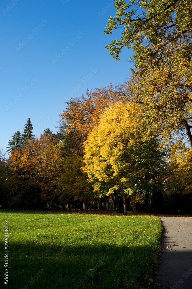 Autumn view in park on colorful leaves of trees.