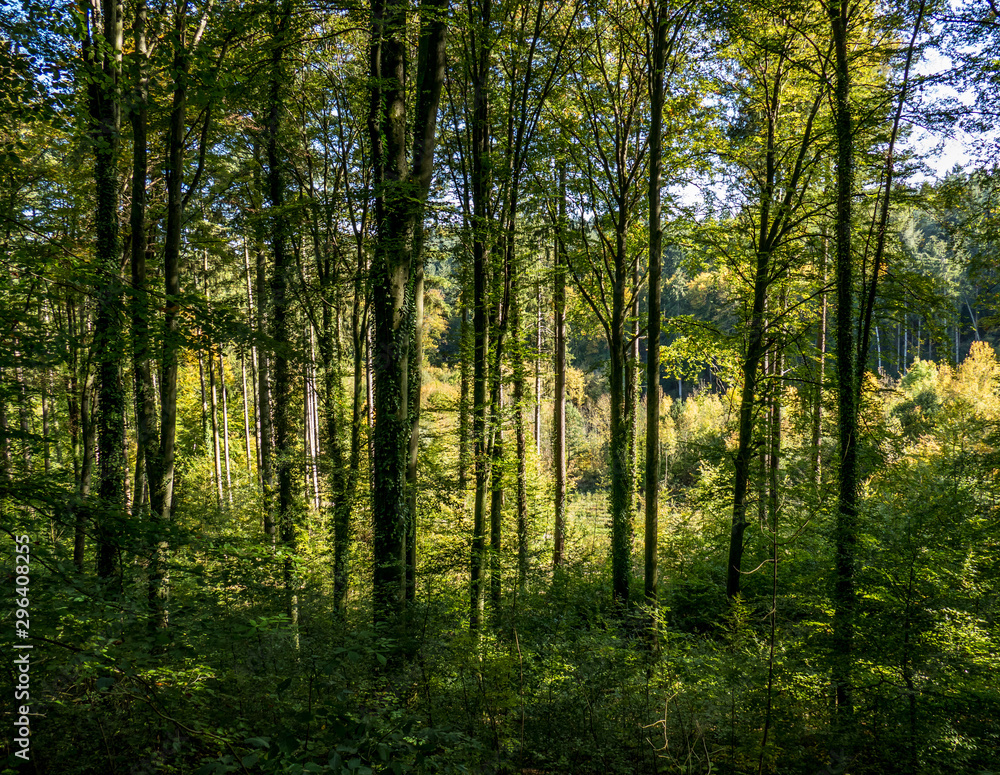 Naklejka premium Wiederaufforstung im Wald
