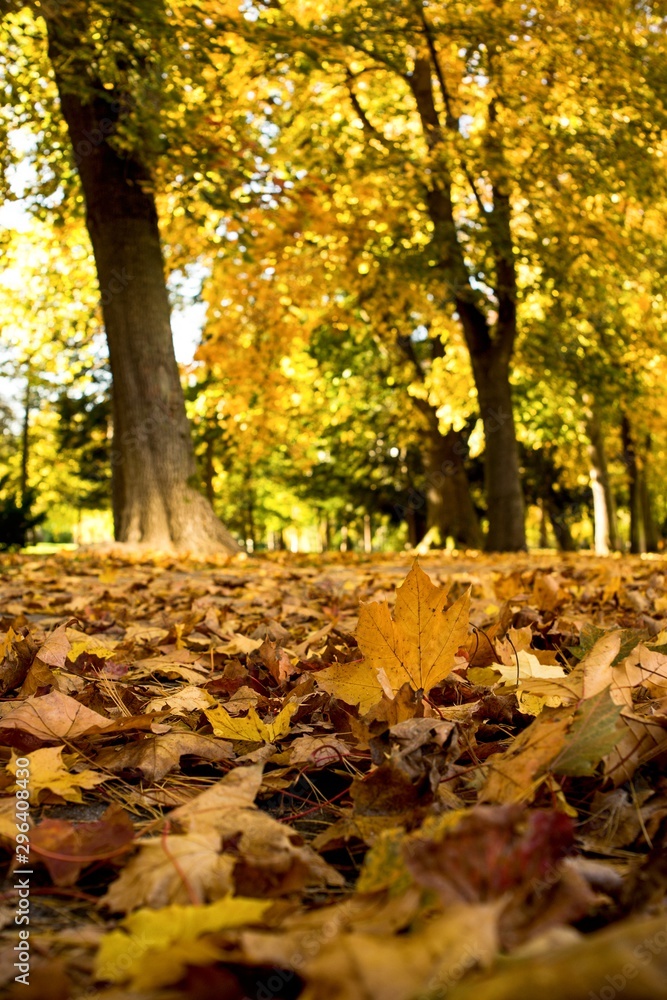 Autumn view in park on colorful leaves of trees. Autumn view in park on colorful leaves of trees.