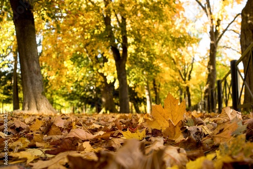 Autumn view in park on colorful leaves of trees.