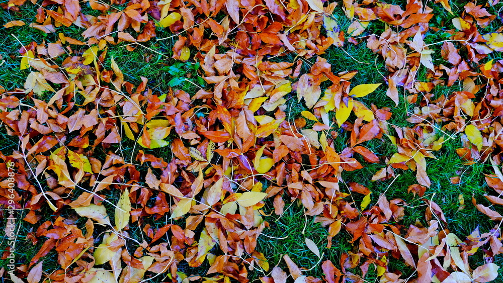 Fallen leaves of trees on the ground. autumn Fallen leaves of trees on the ground. autumn