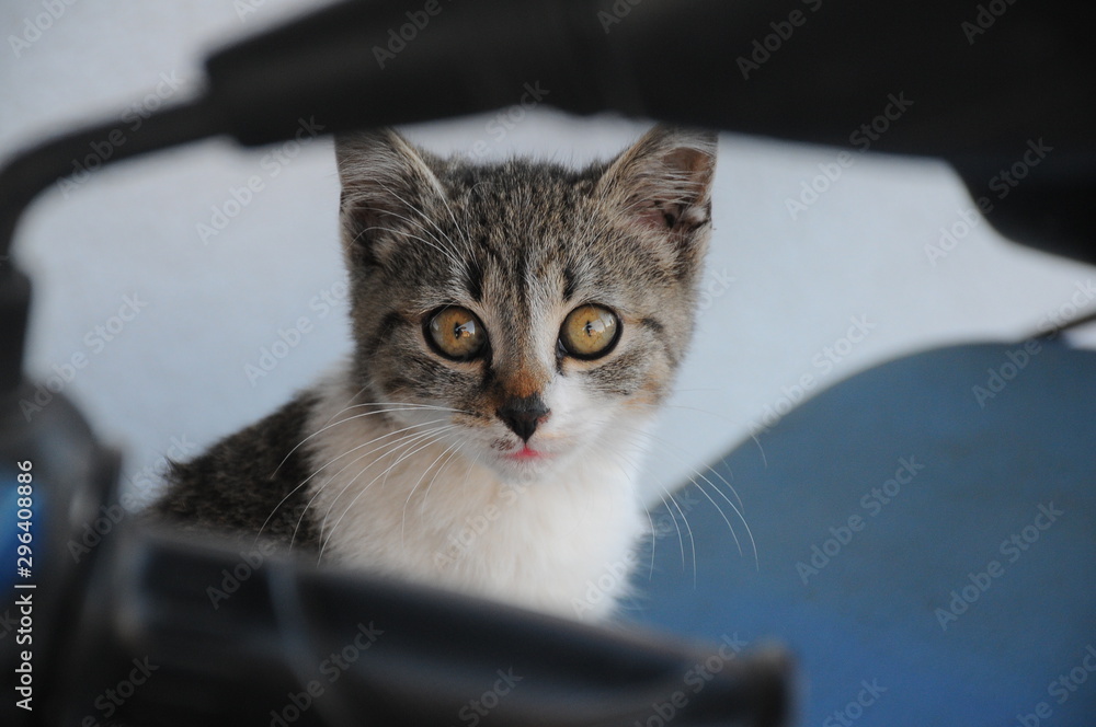 Gray white cat with green eyes posing Gray white cat with green eyes posing