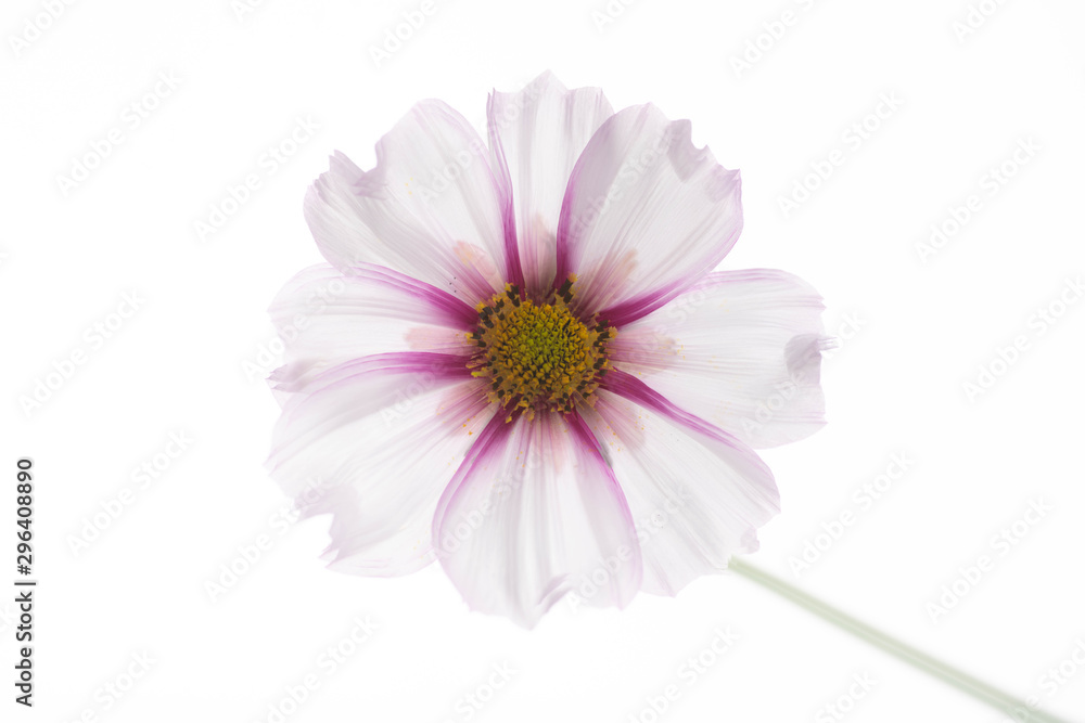 Close Up of White and Pink Cosmos Flower with Yellow Center