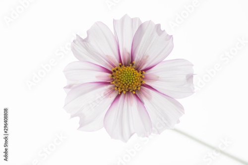 Close Up of White and Pink Cosmos Flower with Yellow Center