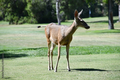 Golf Course Deer