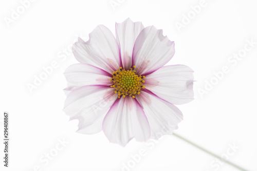 Close Up of White and Pink Cosmos Flower with Yellow Center