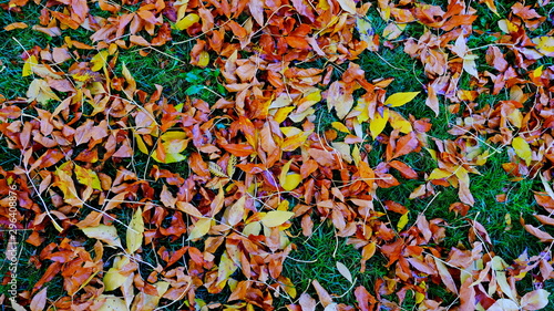  Fallen leaves of trees on the ground. autumn