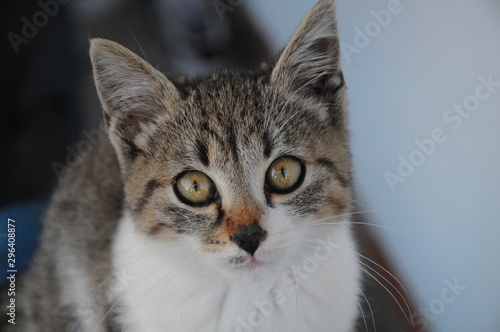 Gray white cat with green eyes posing © Iri