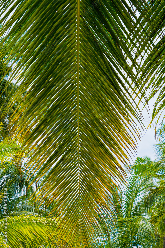 Beach summer vacation holidays background with coconut palm tree