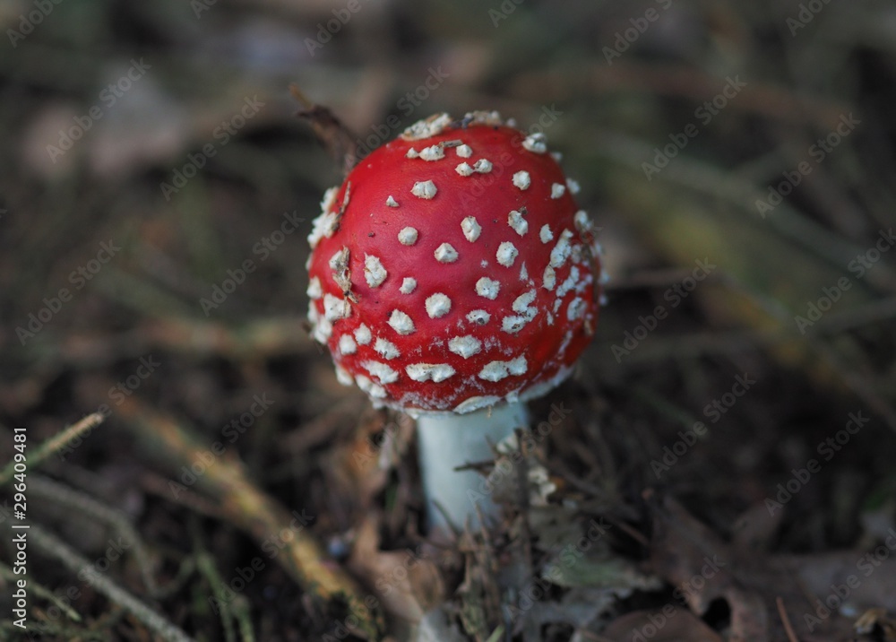 Giftig - roter Fliegenpilz mit weissen Punkten Giftig - roter Fliegenpilz mit weissen Punkten