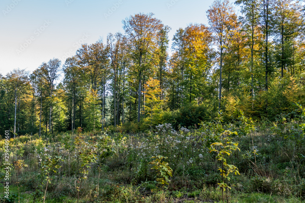 Wiederaufforstung im Wald Wiederaufforstung im Wald