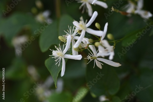 Sweet autumn clematis is a toxic vine plant that blooms white flowers in autumn.