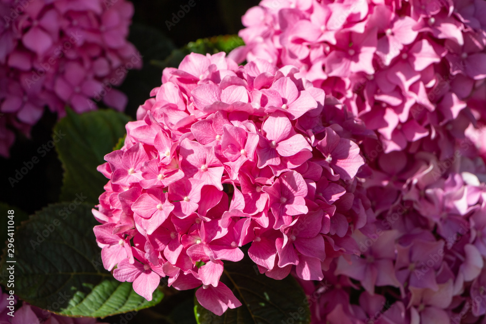 Pink hydrangea flowers in a garden during spring