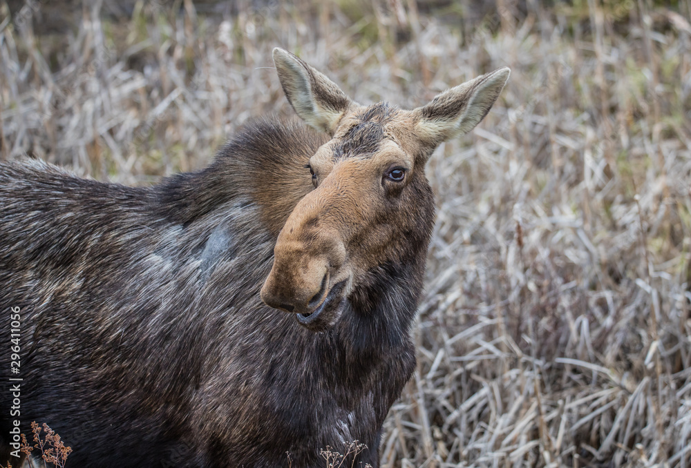 Canadian female moose in wetlands Canadian female moose in wetlands