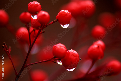 Red Berries with Dew Drops