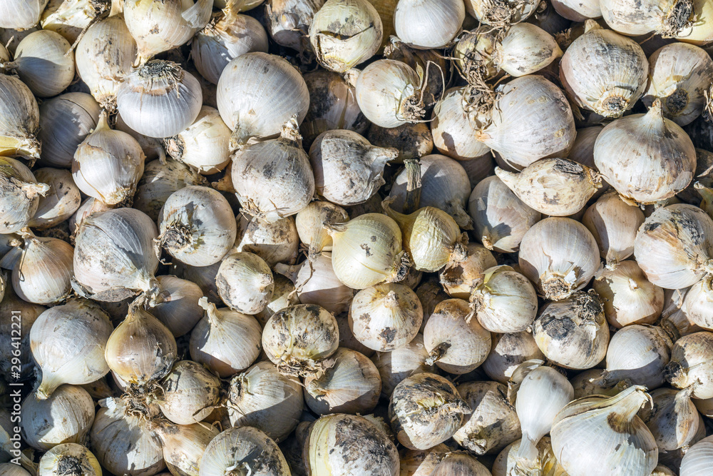 Garlick seeds background Garlick seeds background