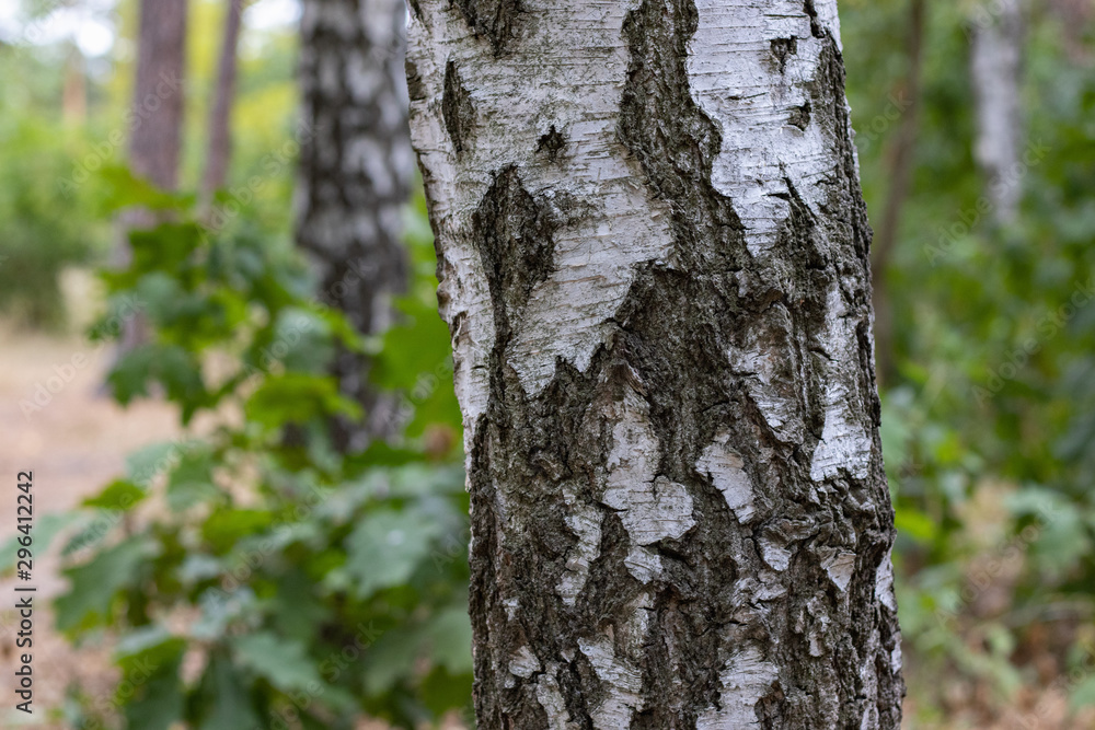 Birch Tree Trunk Close up on park background Birch Tree Trunk Close up on park background