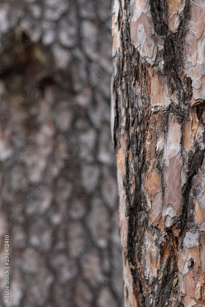 Pine Tree Trunk Bark Texture Close up on blurred Pine bg Pine Tree Trunk Bark Texture Close up on blurred Pine bg