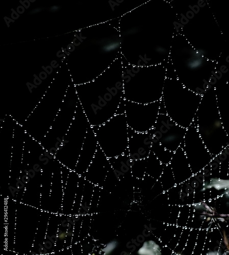 A web full of raindrops on a black background