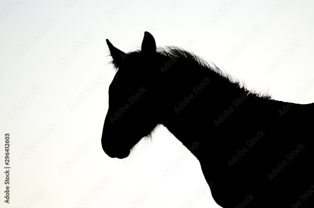 The silhouette of a horse head