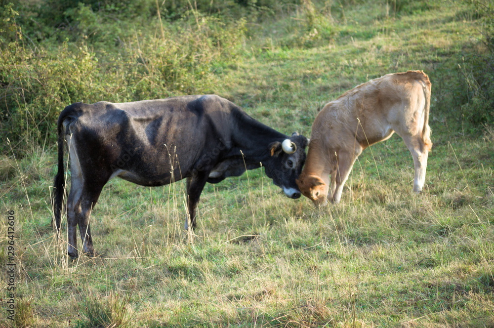 Two veals in a meadow of Cantabria, Spain Two veals in a meadow of Cantabria, Spain