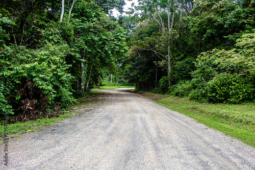 open road in the forest