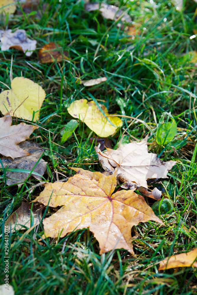 Fallen autumn leaves with dew on green grass. Fallen autumn leaves with dew on green grass.