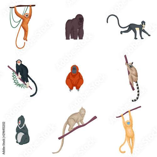 A set of different species of monkeys in different actions. Vector illustration in flat cartoon style.