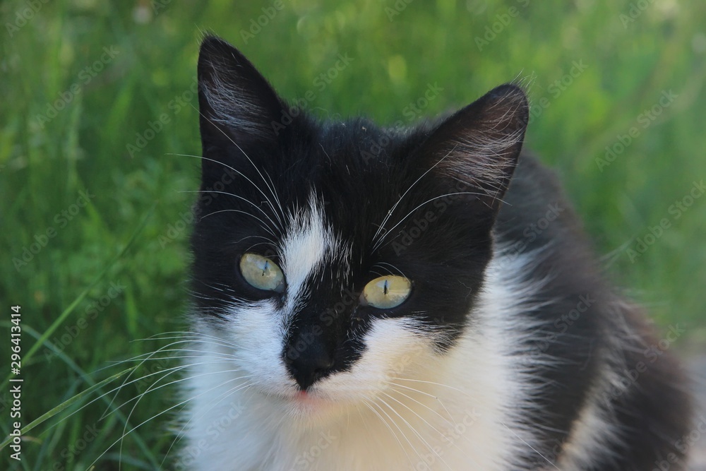 cat black with white spots on a walk on the background of green grass	