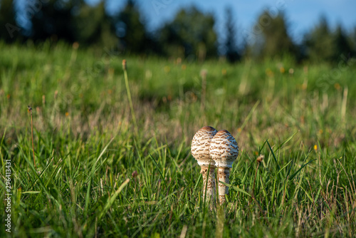 Pair of baby parasol mushrooms naturally grown on a meadow. photo