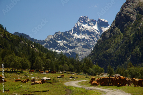 Fotografie Troupeau de vaches devant le Mont Viso vu depuis le Queyras, Hautes-Alpes, Franc