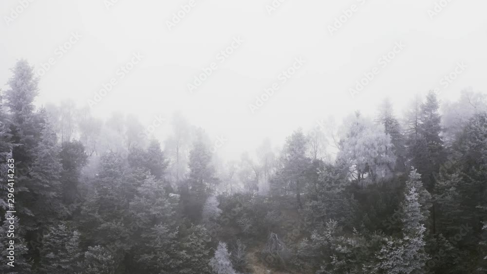 Snowy pine woods forward aerial in cloudy bad weather.Foggy mountain forest with ice frost covered trees in Winter drone flight establisher.