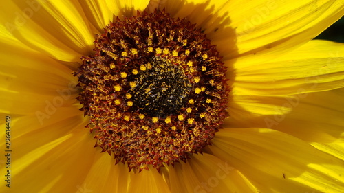 bee on sunflower