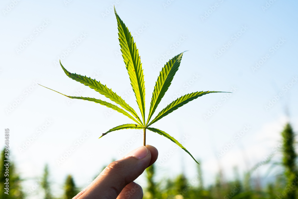 Hand holding cannabis leaf at outdoor cannabis farm field. Hemp plants used for CBD and health Hand holding cannabis leaf at outdoor cannabis farm field. Hemp plants used for CBD and health