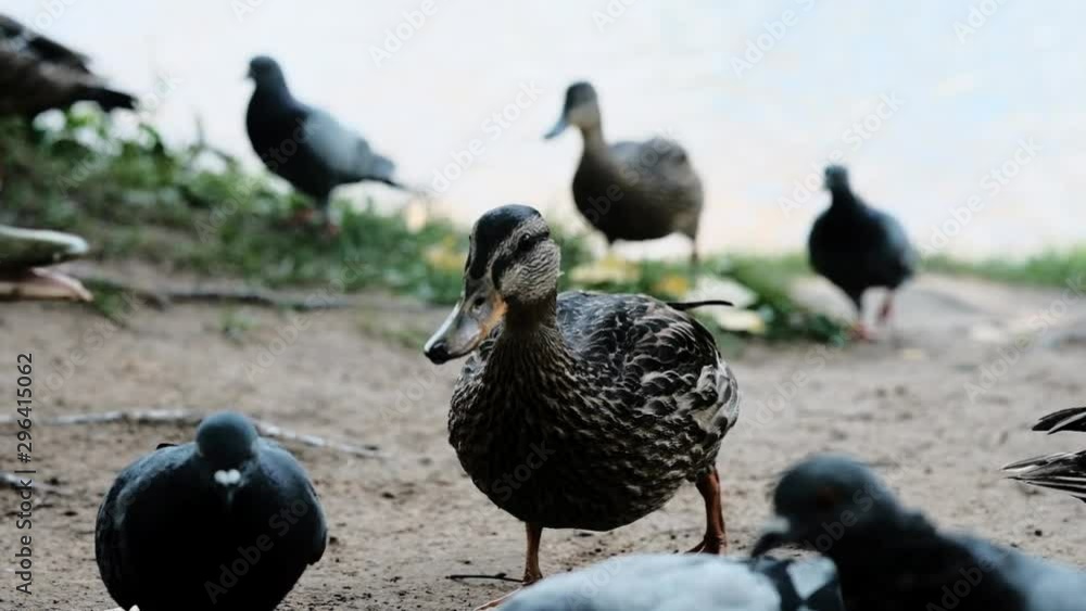 feeding birds. ducks and pigeons walk along the shore of the pond, look out, pick up a bun, fight, pinch by the tail feeding birds. ducks and pigeons walk along the shore of the pond, look out, pick up a bun, fight, pinch by the tail