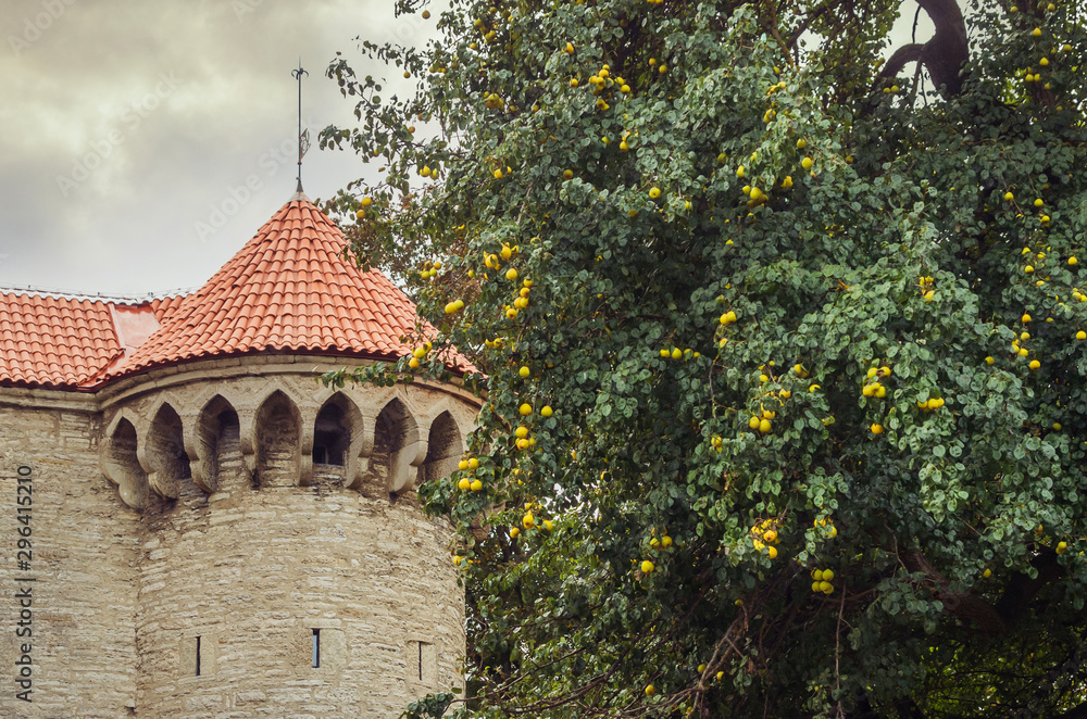 Medieval fort and apple tree in Tallinn