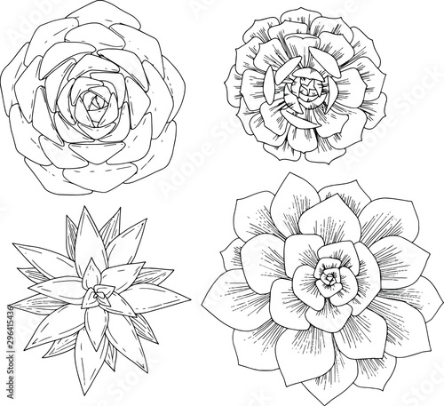 Set of hand drawn succulents, line art, sketch style