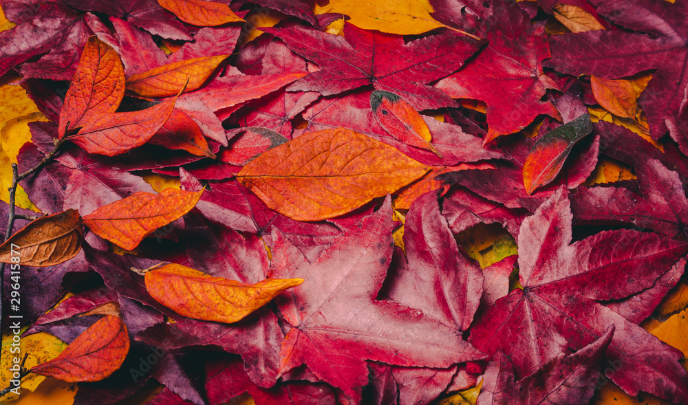 Colorful background made of fallen maple leaves Colorful background made of fallen maple leaves