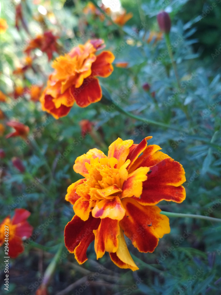 Marigold flowers closeup, Field, Garden, Background Marigold flowers closeup, Field, Garden, Background