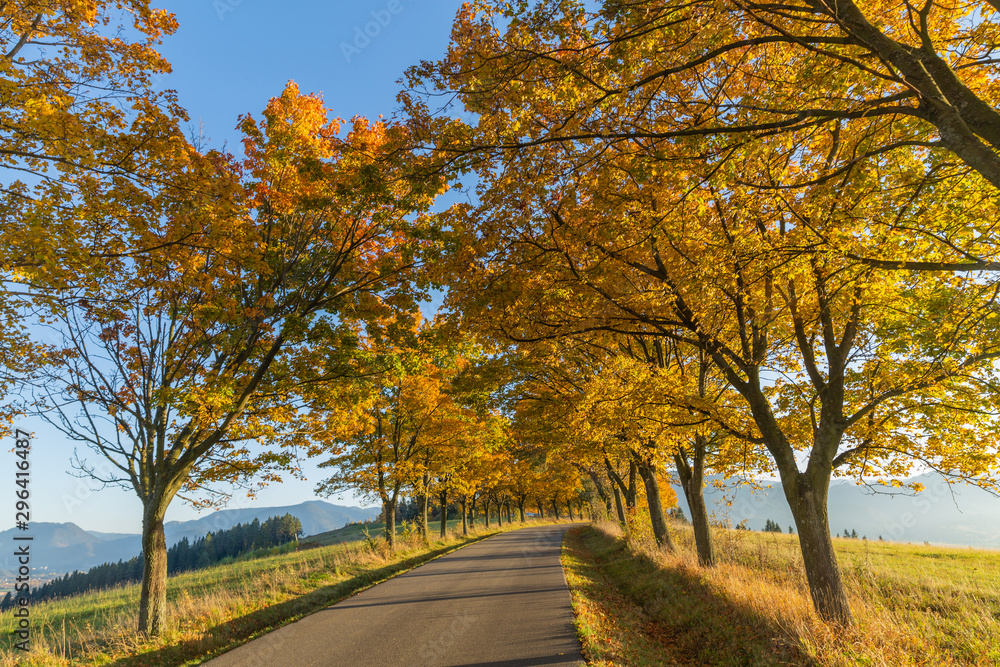 Autumn Landscape. Background with autumn colorful leaves