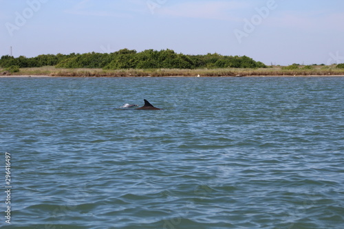 Dolphins Playing