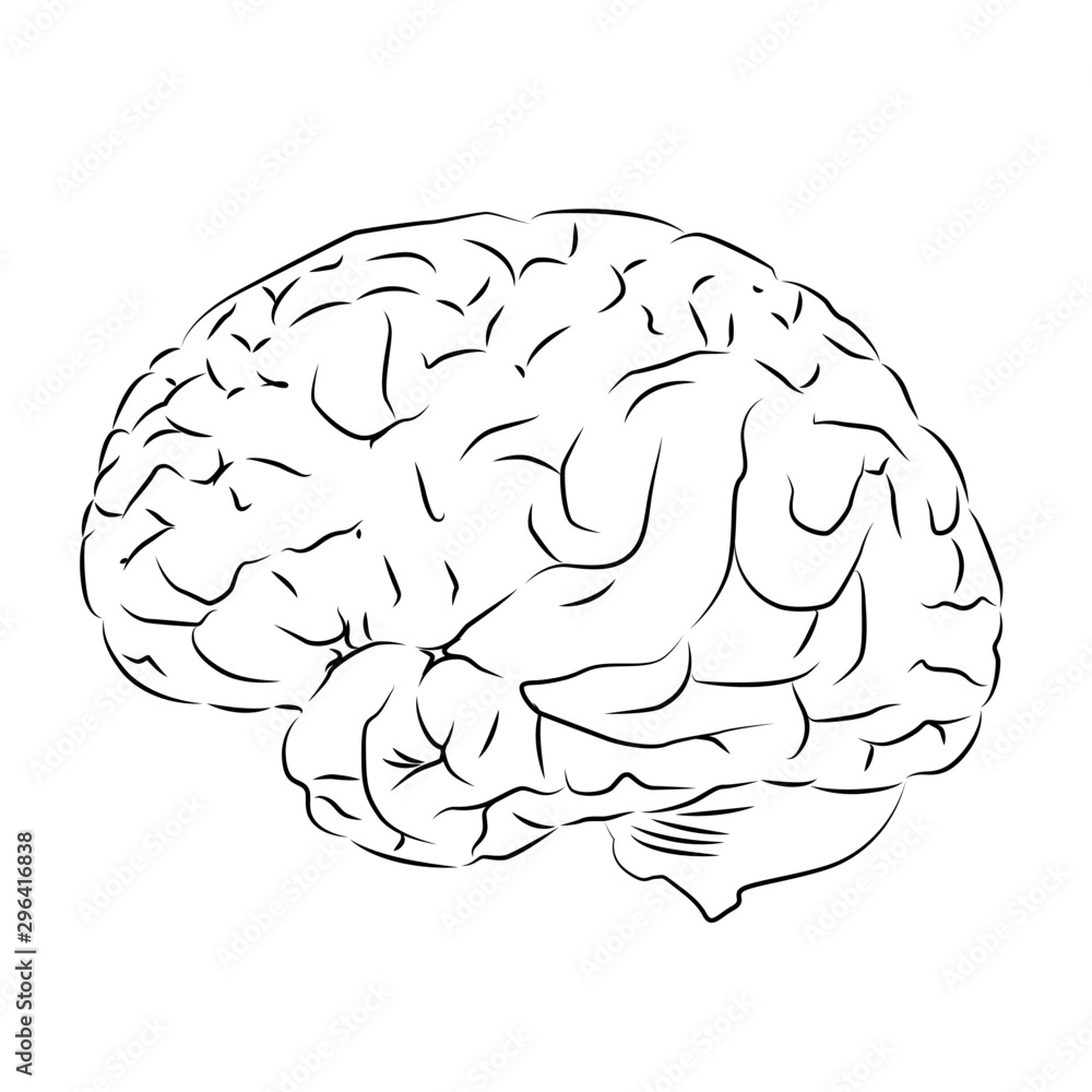 contour brain vector illustration isolated contour brain vector illustration isolated