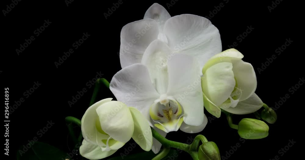 Time-lapse of opening orchid 4K on black background Time-lapse of opening orchid 4K on black background