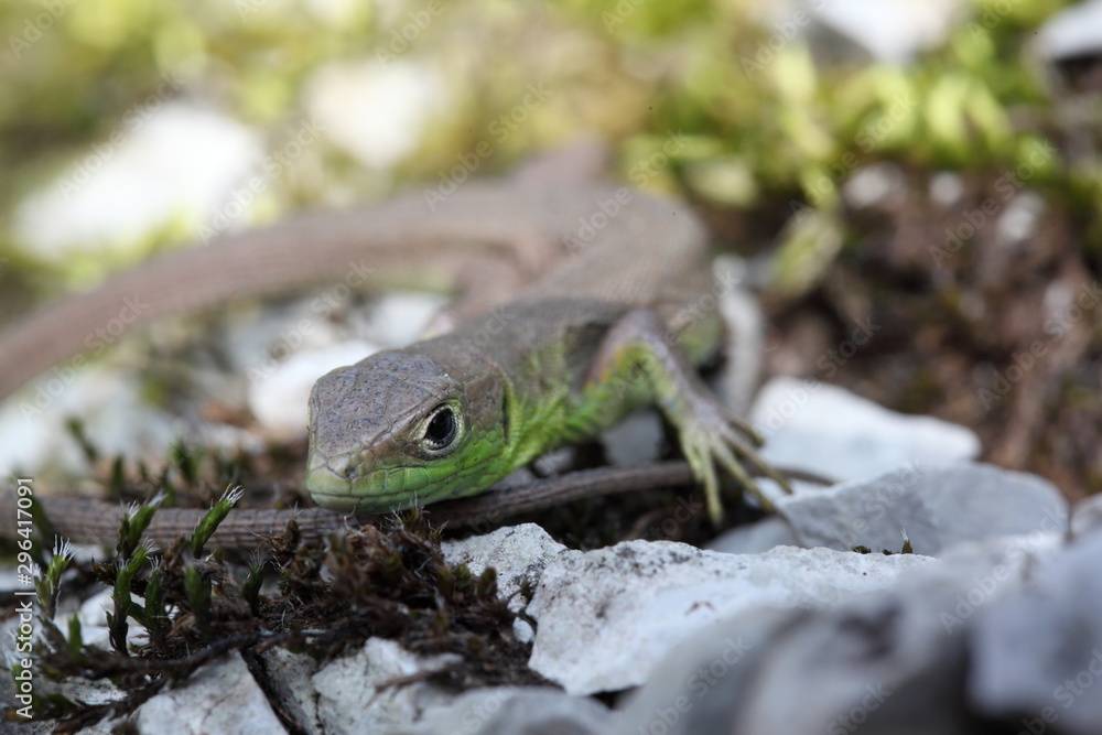 Fototapeta premium Smaragdeidechse