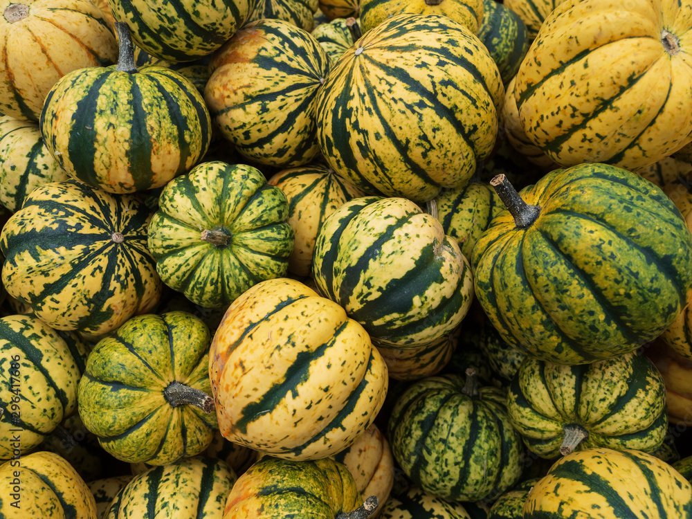 Carnival (F1) Pumpkin is Cute and colorful with patches and flecks of dark green, light green, orange, and yellow. Popular specialty market variety. Carnival (F1) Pumpkin is Cute and colorful with patches and flecks of dark green, light green, orange, and yellow. Popular specialty market variety.