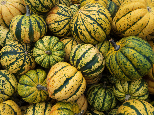 Carnival (F1) Pumpkin is Cute and colorful with patches and flecks of dark green, light green, orange, and yellow. Popular specialty market variety.