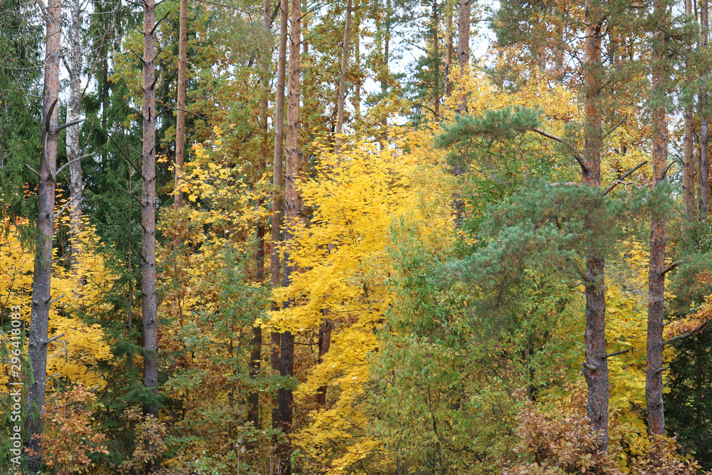 Obraz premium autumn forest